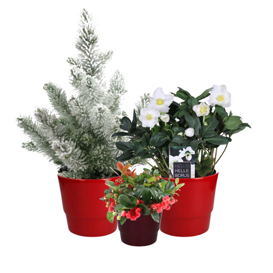 Boîte à Plantes de Noël - 3 pièces - Ø10-17cm - ↕15-50cm