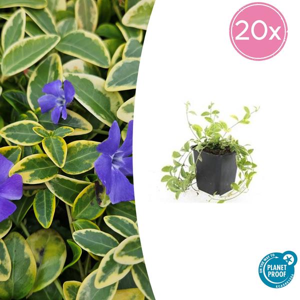 Vinca mineure 'Aureovariegata' - ↕10-25cm - Ø9cm - 20x