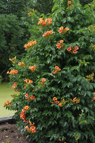 2x - Campsis 'Été Indien' - ↨65cm - Ø15