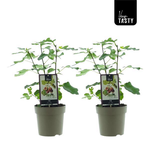 Ficus Precose De Dalmatie (15020) - 2 pièces - Ø15cm - ↕40cm