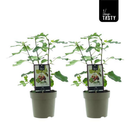 Ficus Precose De Dalmatie (15020) - 2 pièces - Ø15cm - ↕40cm