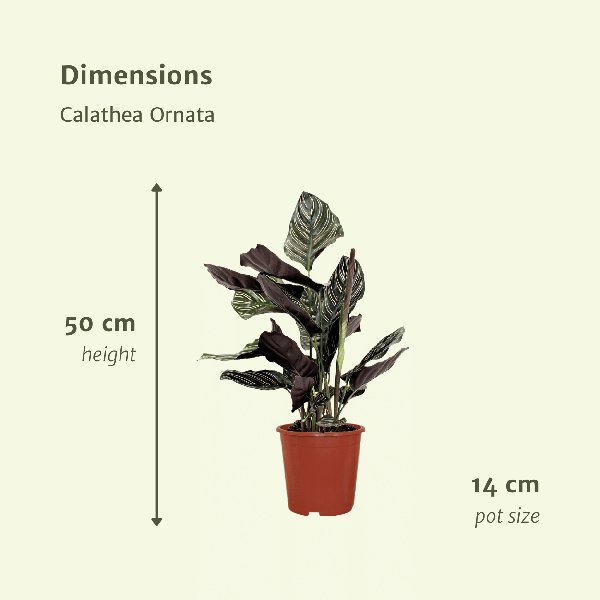 2x Calathea Ornata - Plante Paon - 50cm - ø14
