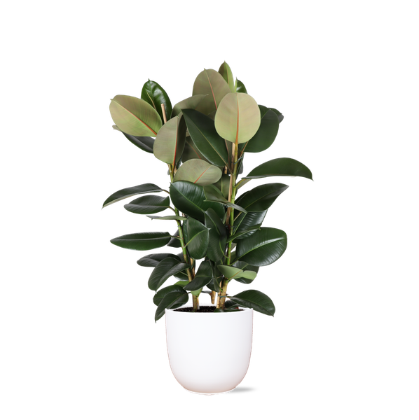 Ficus Elastica Robusta Ø27cm - ↕115cm en pot Boule BLANC