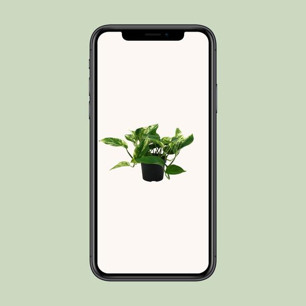 Epipremnum Marble Queen - Ø12cm - ↕25cm