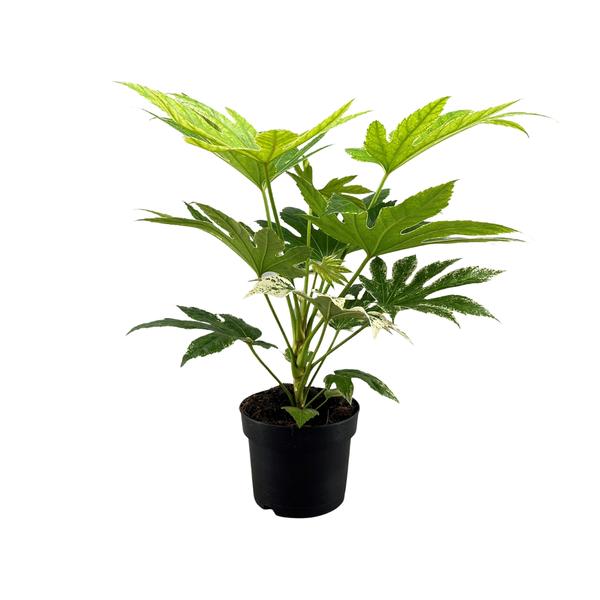 Toile d'araignée Fatsia Japonica - Ø17cm - ↕50cm