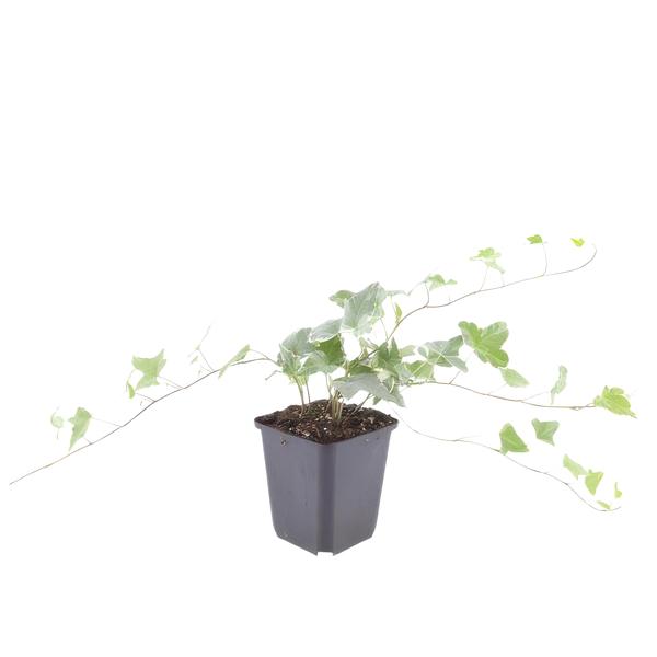 Hedera helix 'Glacier' - ↕10-25cm - Ø9cm - 6x