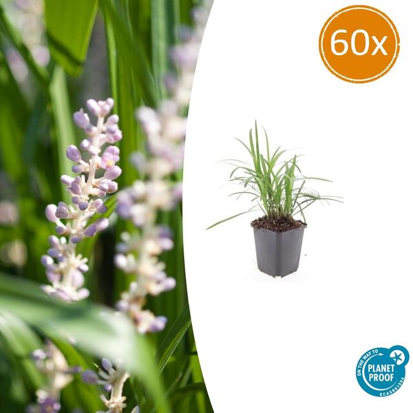 Liriope muscari 'Monroe White' - ↕10-25cm - Ø9cm - 60x