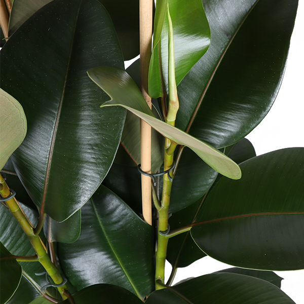 Ficus Elastica Robusta Ø27cm - ↕115cm