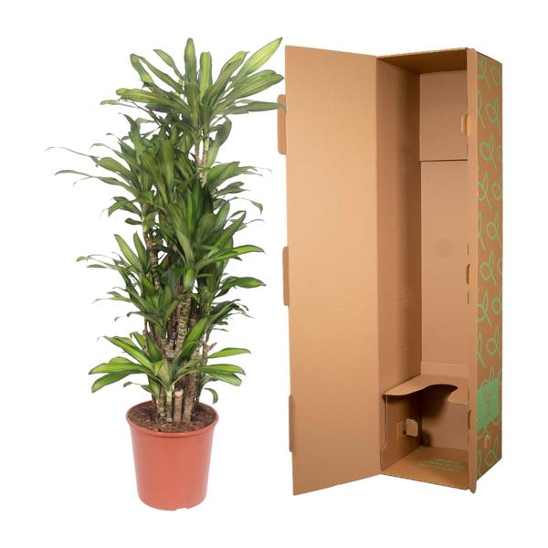 Dracaena Eve - 160 cm - ø30