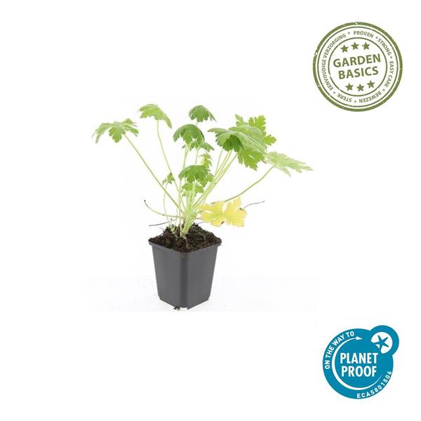 Geranium macr. 'Spessart' - ↕10-25cm - Ø9cm - 60x