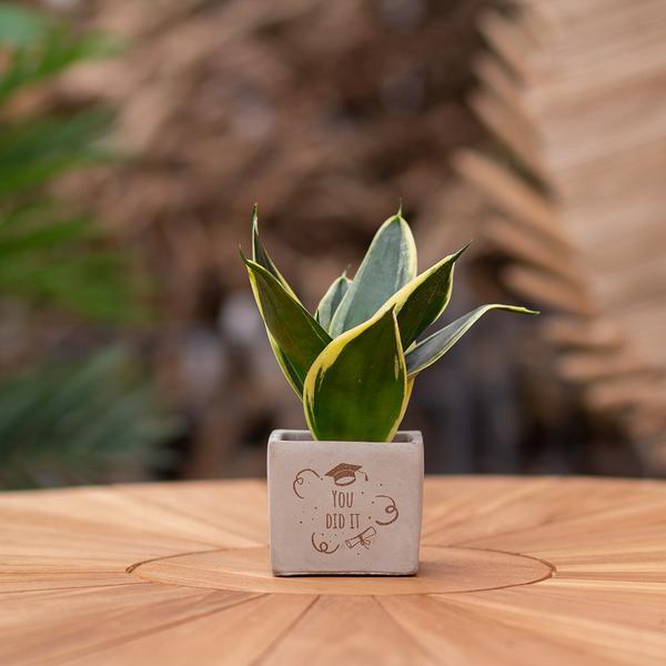 Congreetz® plantpots + Sansevieria | You did it