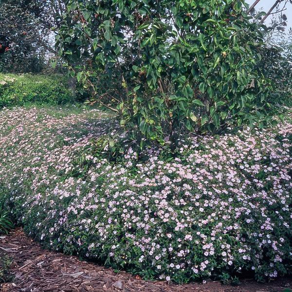 Aster ageratoides 'Asran' - ↕10-25cm - Ø9cm - 6x