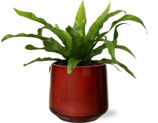Asplenium Antiquum - Ø12cm - ↕25cm + Puglia Pot D13/14,5x13,5cm - Rood