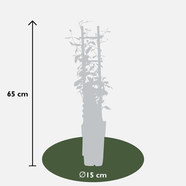 2x - Trachelospermum 'Étoile de Toscane' - ↨65cm - Ø15