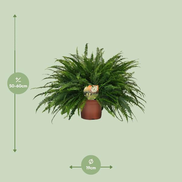 Nephrolepis Green Lady - Ø19cm - ↕60cm