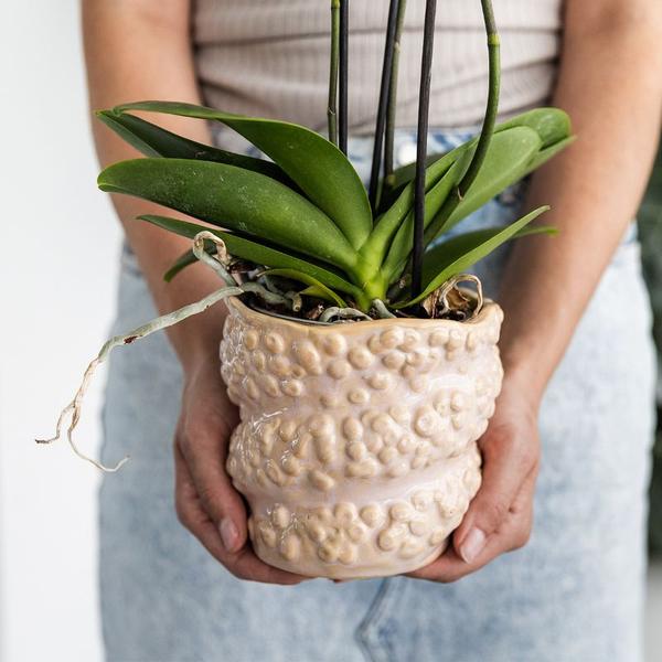 Compagnie des Colibris | Coffret cadeau Poulpe Rose petit | Plante verte avec orchidée Phalaenopsis rose ancienne dans des pots décoratifs roses Octopus sur plateau biologique blanc