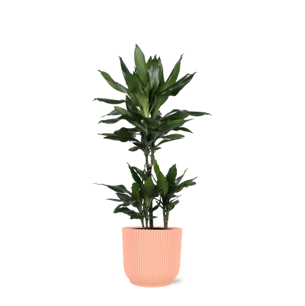 Dracaena Janet Lind Ø21cm - ↕90cm en pot Vibes ROSE