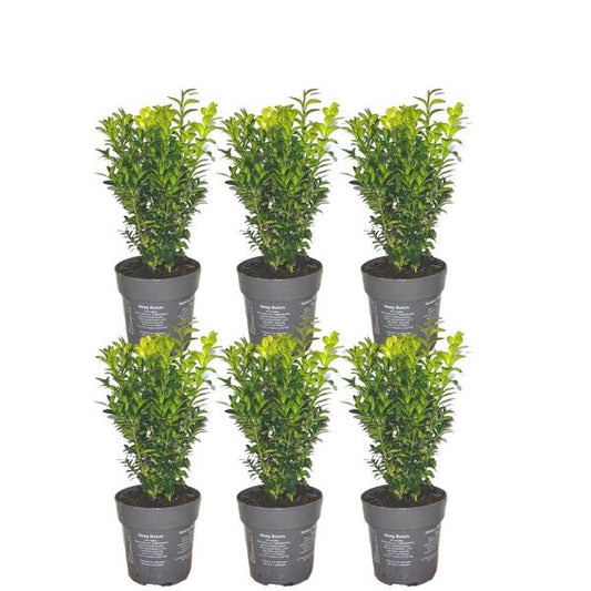 Haie de Buxus Sempervirens 1 mètre - ↕ 20 cm - 6 x Ø12 cm