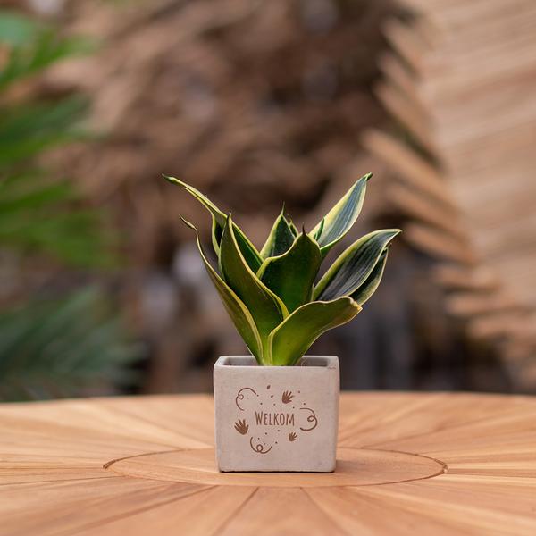 Congreetz® plantpots + Sansevieria | Welkom