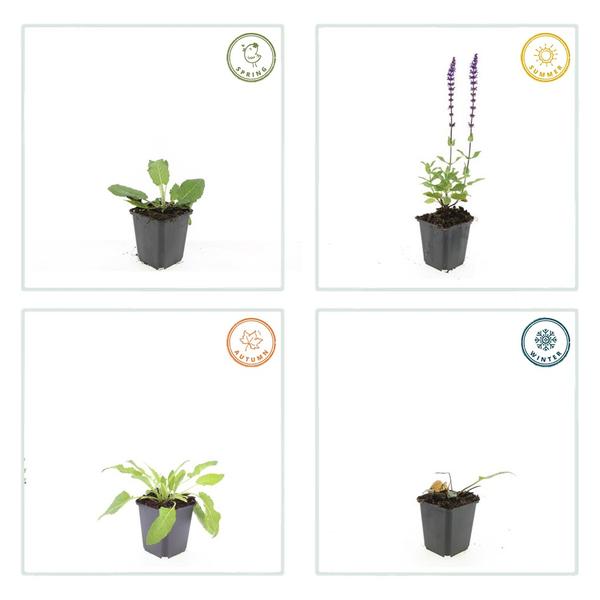 Salvia nem. 'Mainacht' - ↕10-25cm - Ø9cm - 60x