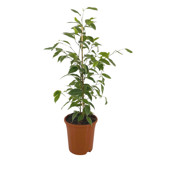 Ficus Benjamina Golden King Ø17cm - ↕70cm