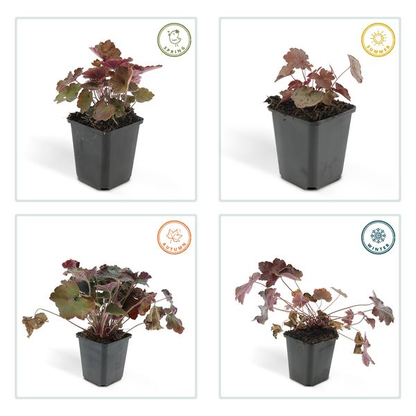 Heuchera mic. 'Palace Purple' - ↕10-25cm - Ø9cm - 60x