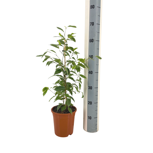 Ficus Benjamina Golden King Ø17cm - ↕70cm