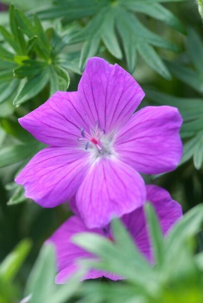 Geranium 'Tiny Monster' - ↕10-25cm - Ø9cm - 40x