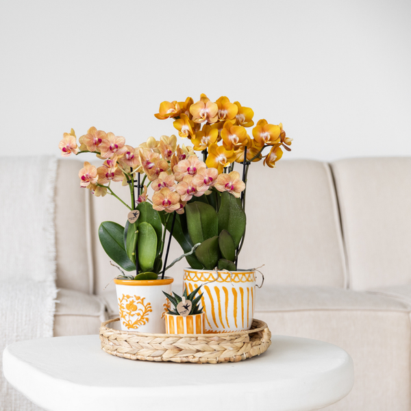 Kolibri Home | Painted stripe - Orange - Ø6cm