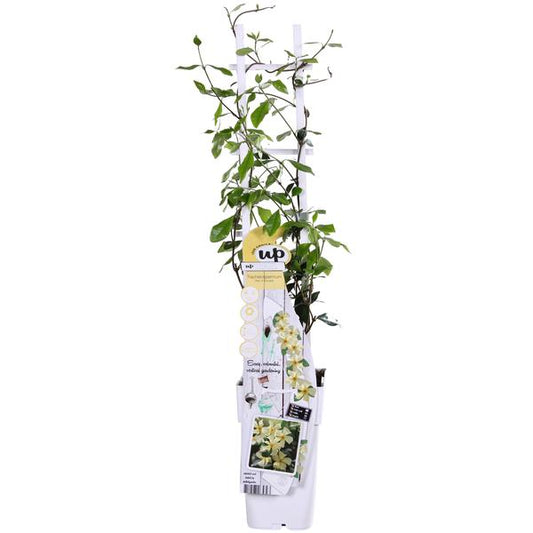 Trachelospermum 'Star of Toscana' - Jaune Jasmin Toscan - Ø15cm - ↕65cm