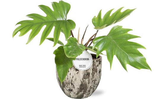 Philodendron Mayoi - Ø15cm - ↕35cm + Sem Pot D16x14cm - Bruin