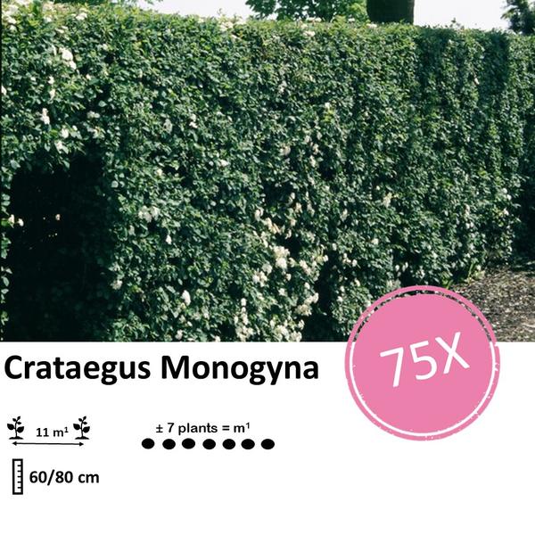 Crataegus Monogyna - Racine nue - 60/80 - 75x