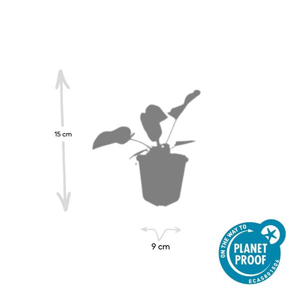 Phlomis russeliana - ↕10-25cm - Ø9cm - 60x