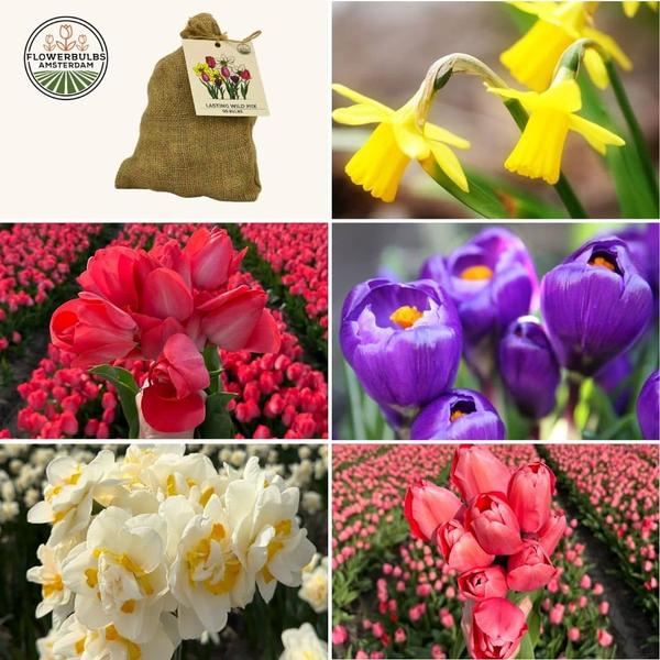Flowerbulbs Amsterdam - Medium Lasting Wild Mix - Sachet de valeur durable, 50 bulbes de fleurs pour 1 m2 de splendeur florale -