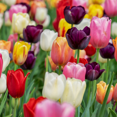 Tulip Mix - Bulbes de tulipes 20 pièces