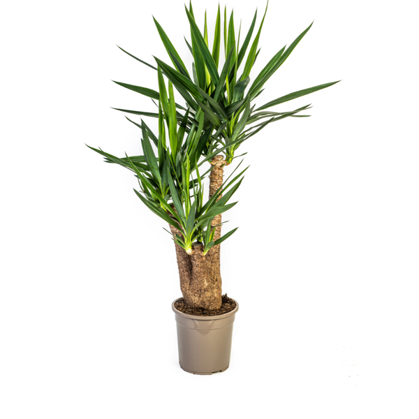 Yucca Éléphantipes Ø24cm - ↕90-100cm
