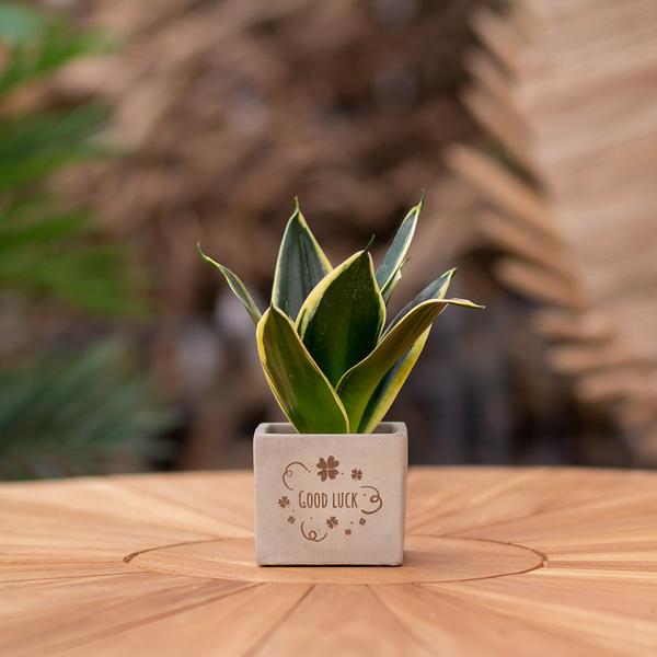 Congreetz® plantpots + Sansevieria | Good luck