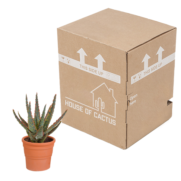 Aloe zebrina Dannyz 10,5cm - en pot terre cuite