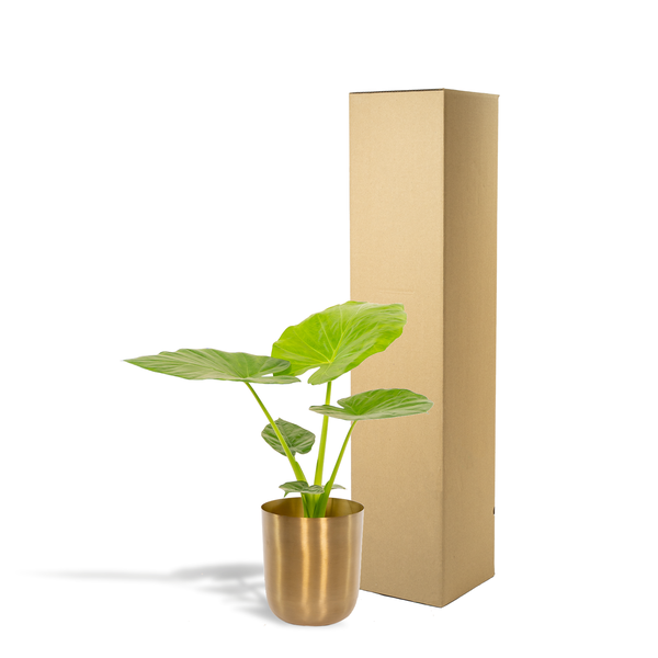 Alocasia Macrorrhiza - Ø19cm - ↕70cm + Pot Mayk Or