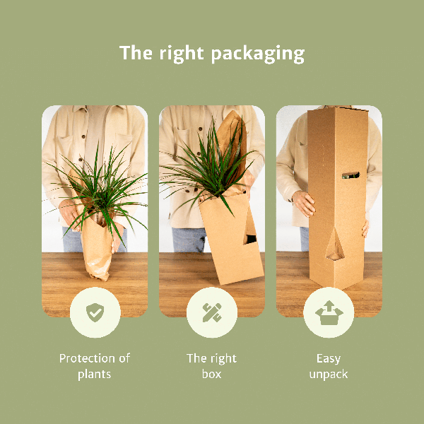 Verrassingsbox - Ø12cm - ↕25cm - x6