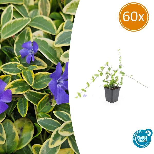 Vinca minor 'Blue and Gold' - ↕10-25cm - Ø9cm - 60x