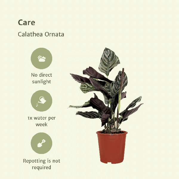 2x Calathea Ornata - Plante Paon - 50cm - ø14
