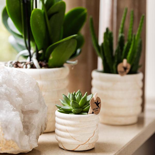 Compagnie des Colibris | Ensemble de plantes Slow Living petit | Orchidée Phalaenopsis blanche Lausanne et succulentes avec pots décoratifs en céramique sur plateau biologique blanc