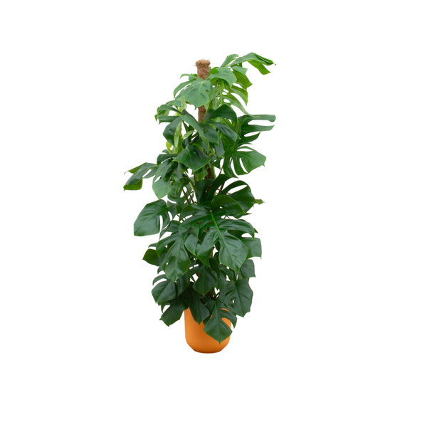 Offre combinée - Monstera Pertusum XL avec elho Jazz Round jaune Ø26 - 150 cm