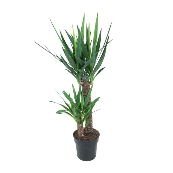 Yucca Éléphantipes - Ø21cm - ↕100cm