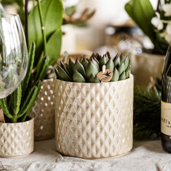 Compagnie des Colibris | Ensemble de plantes + pots décoratifs pour décoration de table dîner - taille pot Ø9cm & Ø6cm | plantes d'intérieur à fleurs - fraîchement sorties du producteur