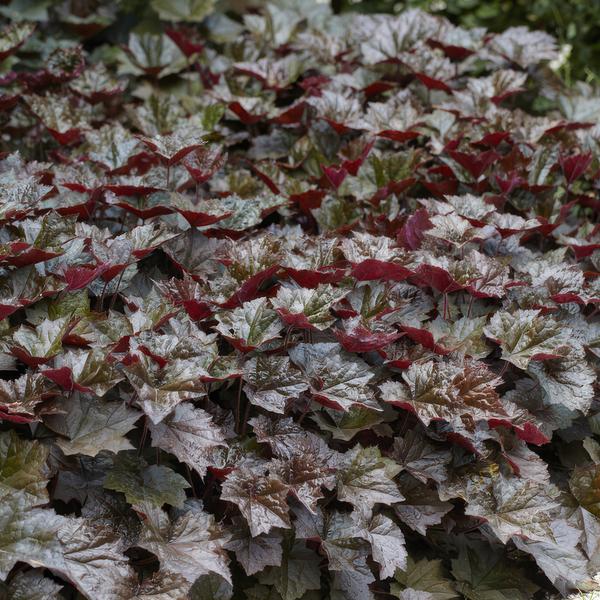Heuchera mic. 'Palace Purple' - ↕10-25cm - Ø9cm - 60x