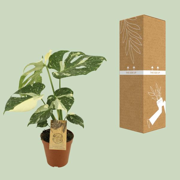 Constellation Monstera Thaï - Ø15cm - ↕50cm