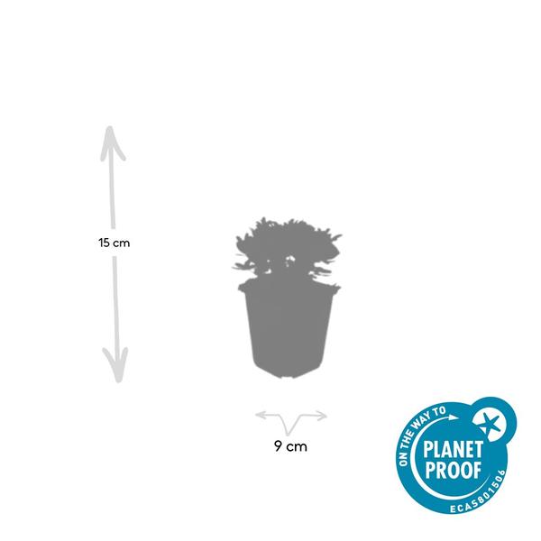 Potentilla tridentata 'Nuuk' - ↕10-25cm - Ø9cm - 60x