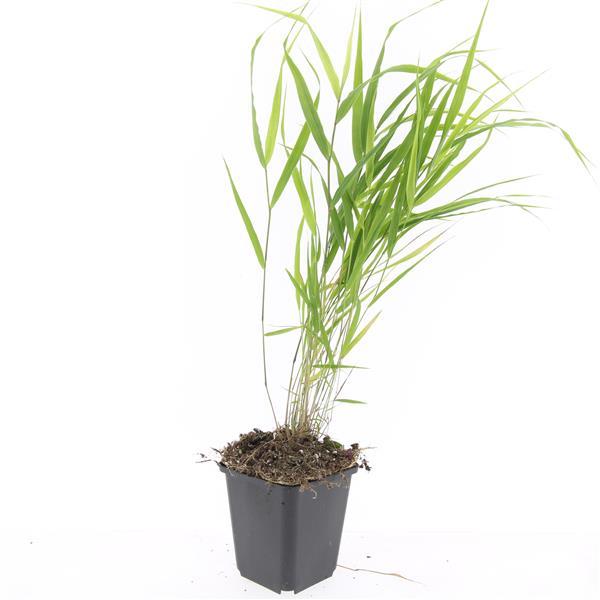 Hakonechloa macra - ↕10-25cm - Ø9cm - 60x